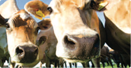 Frozen, chilled and cooked beef