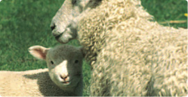 Frozen lamb & mutton