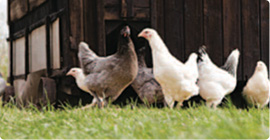 Cooked, fresh and frozen poultry